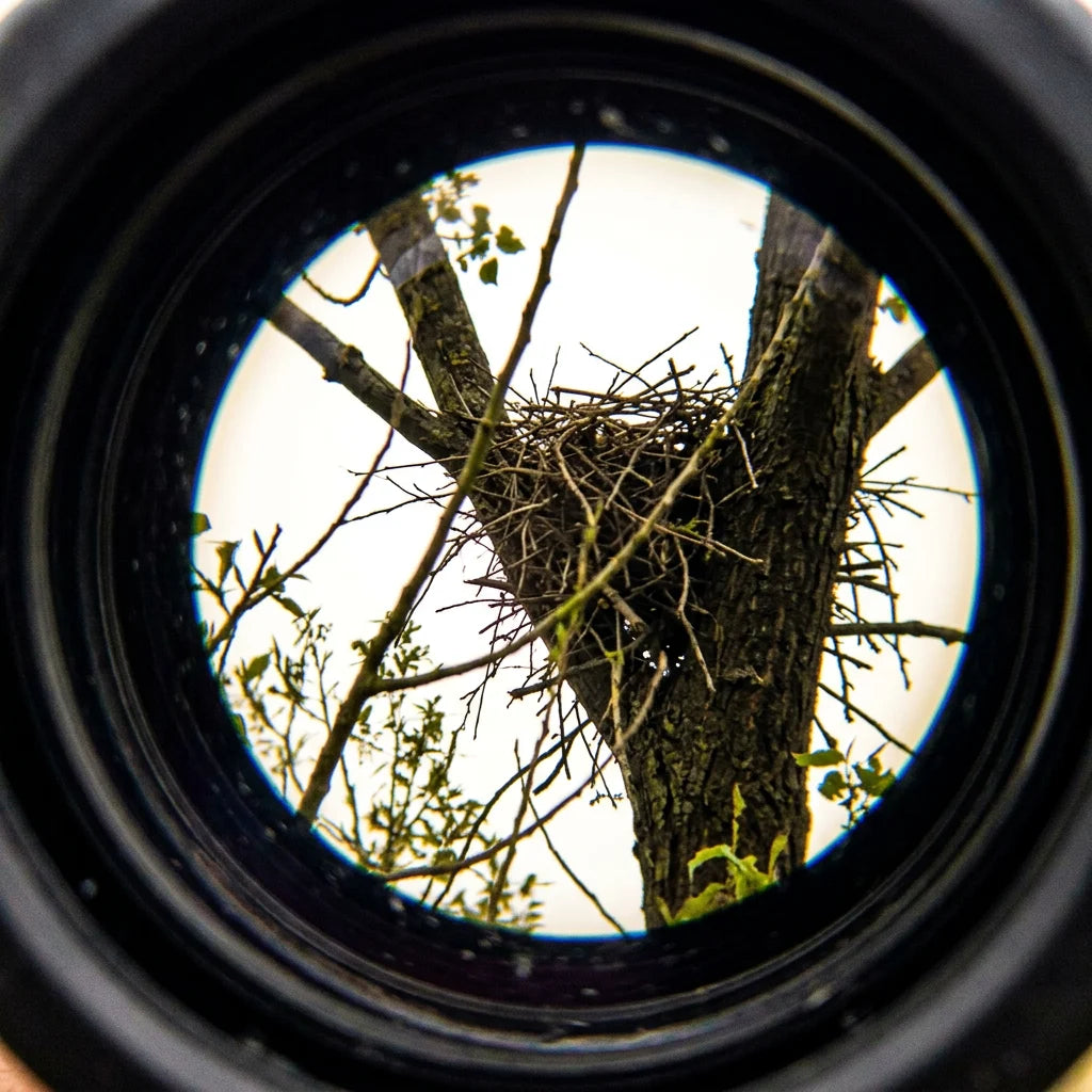 Un nido en lo alto de un chopo, visto a traves del ocular